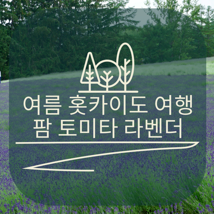  여름 홋카이도의 팜 토미타 라벤더