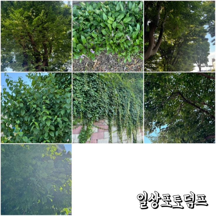  포토덤프 출근때 초록색의 식물보기