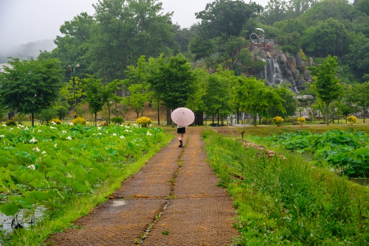  개평한옥마을과 같이 둘러보면 좋은 경남 함양의 천연기념물 상림공원
