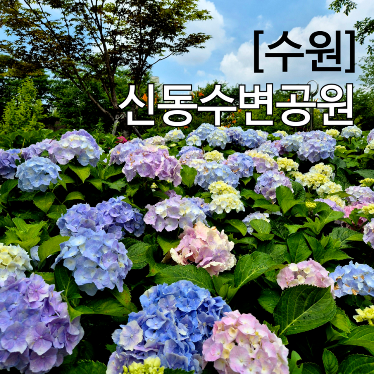  수원 수국 명소 신동수변공원 수국정원 6월 말 개화 상황