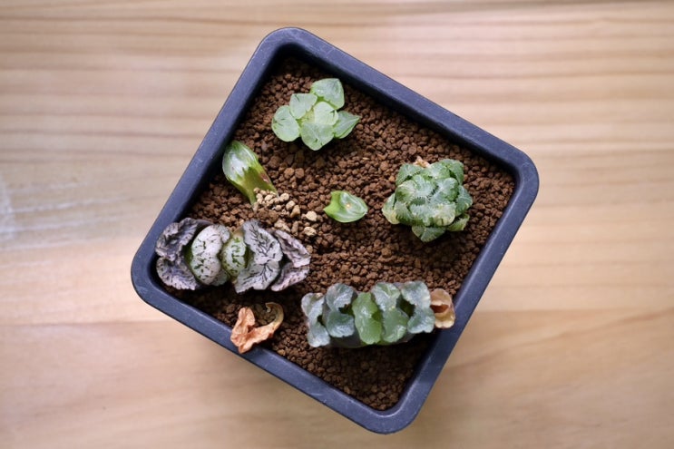   하월시아 - 수입 조직 배양묘 뿌리 받기