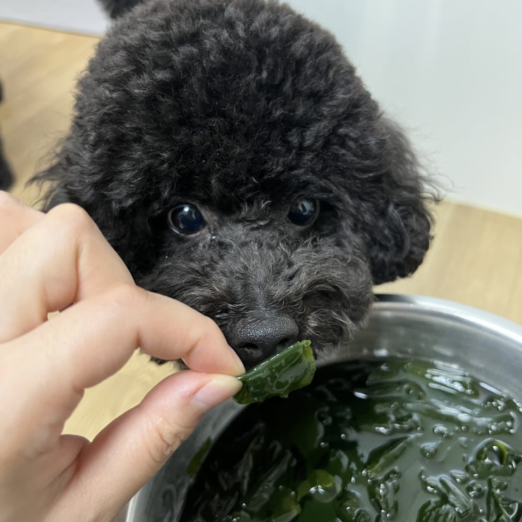  강아지 미역 먹어도 되나요? 효능 조리방법