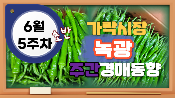 [경매사 주간보고] 2024년 6월 5주차 초반 가락시장 녹광 경매동향을 살펴보겠습니다!