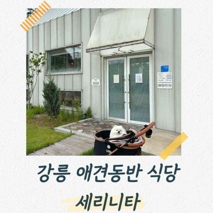  강릉 애견동반 식당 세레니타 다시 가고 싶은 맛집