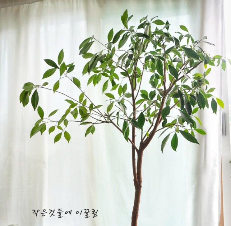  나의 여름 장마철 식물 관리법-깍지벌레(개각충)퇴치