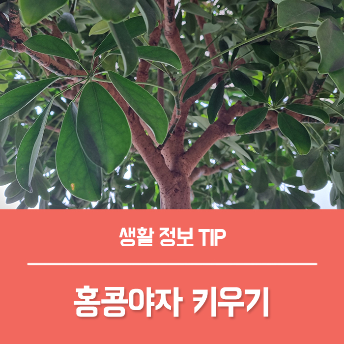  홍콩야자 키우기 물주기 분갈이 가지치기 수경재배 꽃말 총정리!