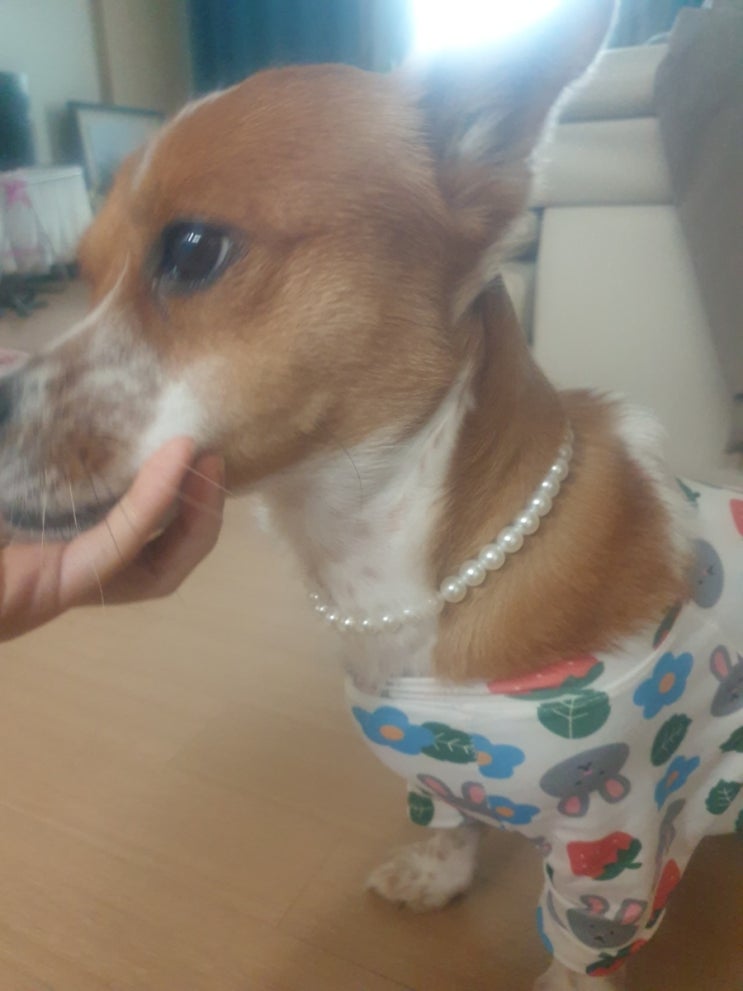 진주목걸이를 한 강아지