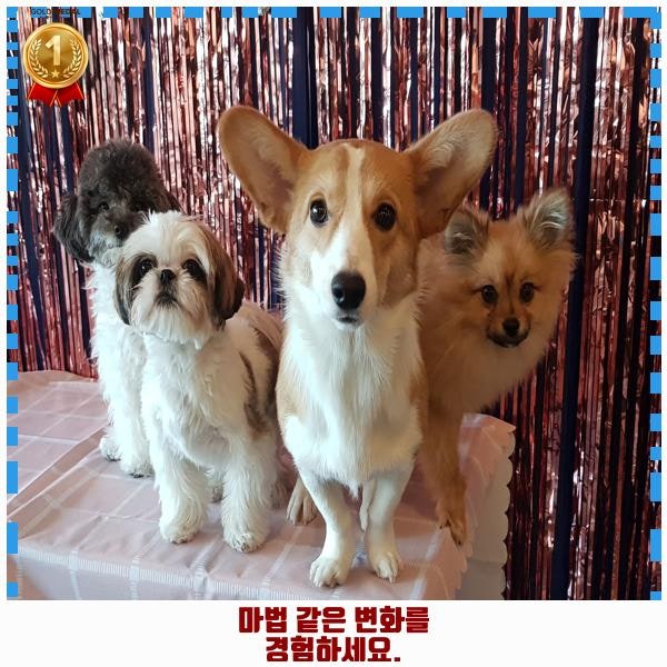 사진 7