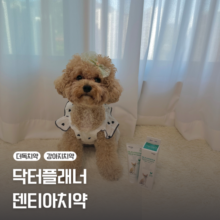  [강아지 치약] 강아지 치석제거 구취제거에는/닥터플래너 덴티아 치약
