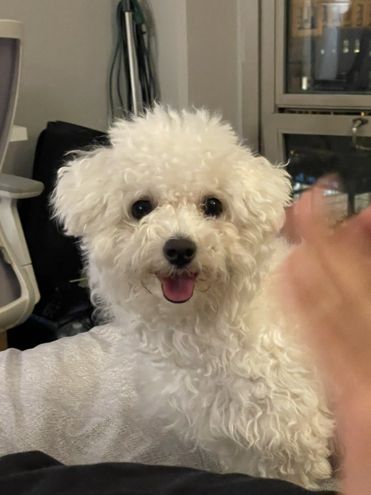  미국 일상 : 6월엔 퐁이랑 함께!