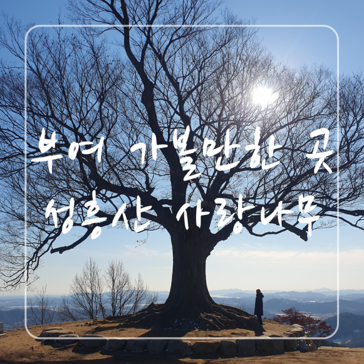  부여여행 성흥산 사랑나무 : 영화와 드라마 촬영지로 유명한 가볼만한 지역 명소 가림성 겨울 풍경