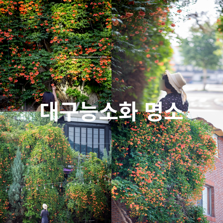  대구 능소화 명소 대봉동, 서민 갈비, 칠성동, 실시간, 위치정보
