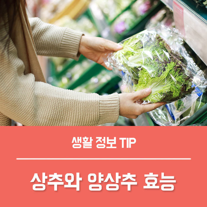  상추 효능 부작용, 상추 종류와 양상추 효능 칼로리는?