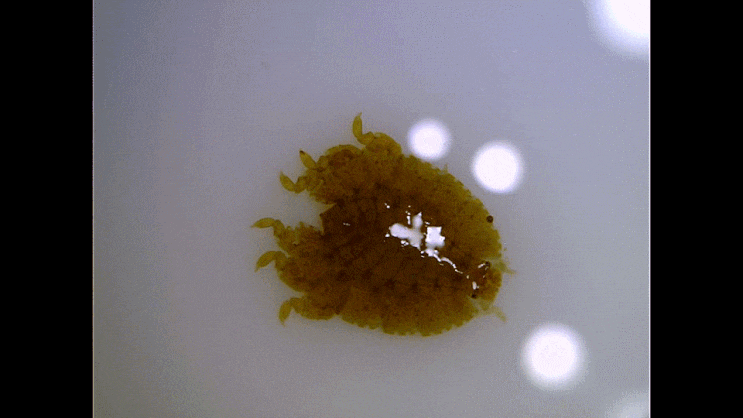  Iphiplateia whiteleggei Stebbing, 1899  납작옆새우 과의 1종