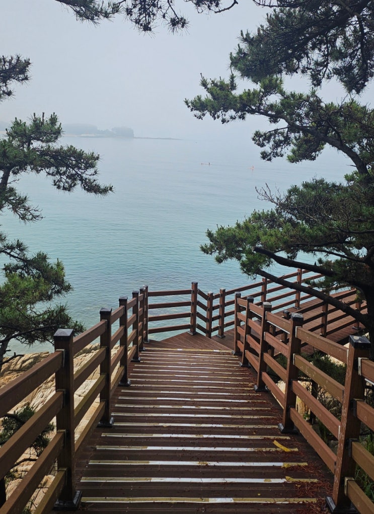  충청남도 태안 : 만리포 해수욕장 "뭍닭섬 탐방로" (낚시 포인트)