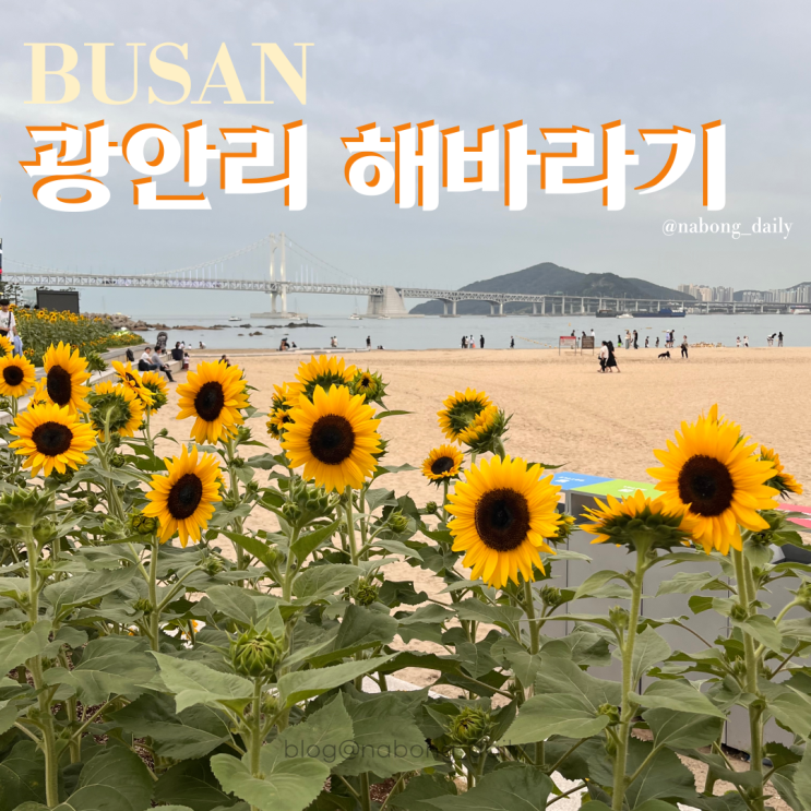  광안리 해바라기 축제 시작, 부산 광안리놀거리 포토존 위치 주차는?