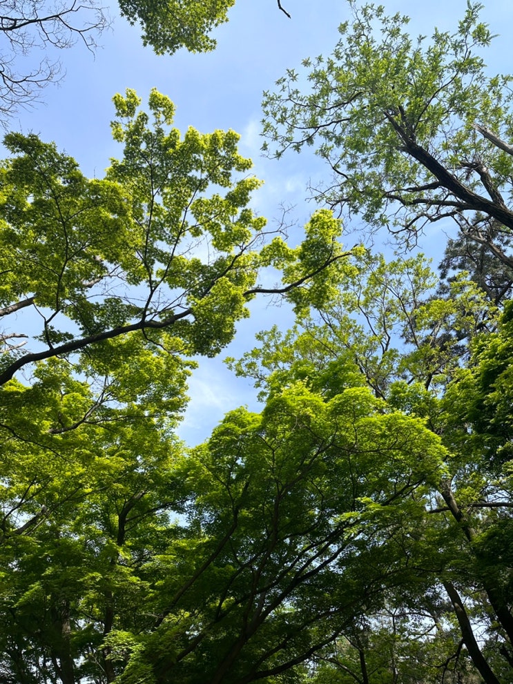  4월 3주 - 5주 | 4월의 일상, 고양이들, 잘 먹고 살크업 하는 임신 중기