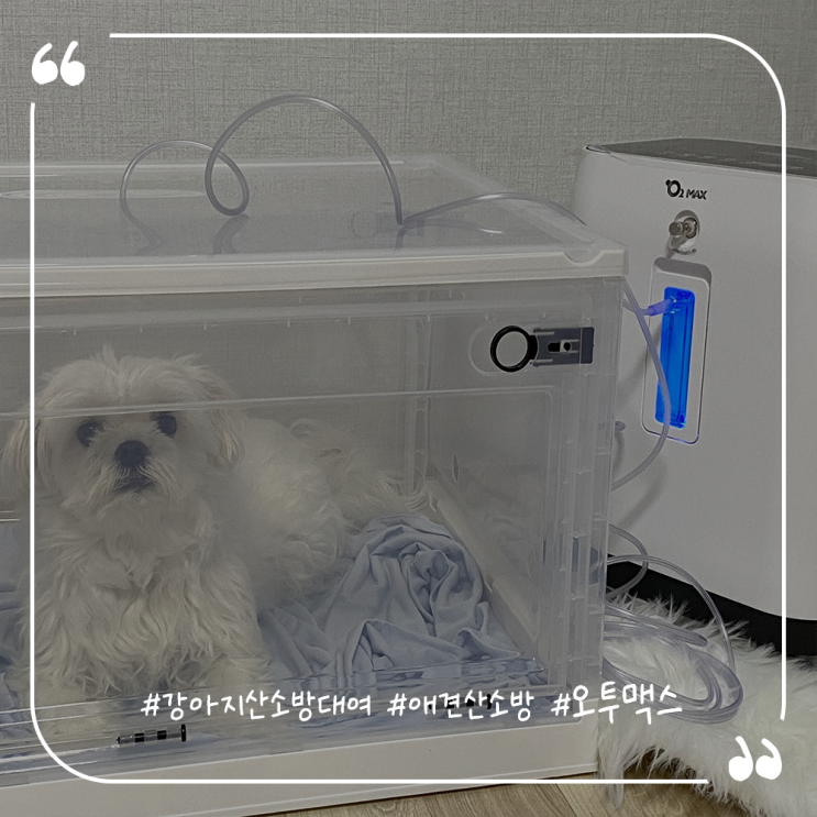  강아지산소방대여 애견산소방 오투맥스 산소발생기 후기