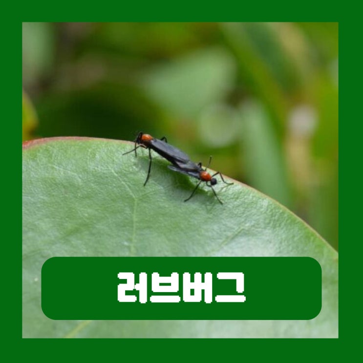 러브버그 출몰 시기 붉은등우단털파리 익충 해충 방역 방충망