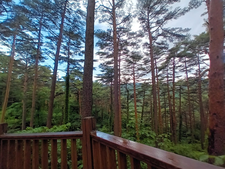 남성이륙 중창단 팀 빌딩(Team Building)- 수련회/ 대관령 금강송 소나무숲길 트레킹/ 대관령 대통령 쉼터 남성이륙 중창단 팀 빌딩(Team Building)- 수련회/ 대관령 금강송 소나무숲길 트레킹/ 대관령 대통령 쉼터