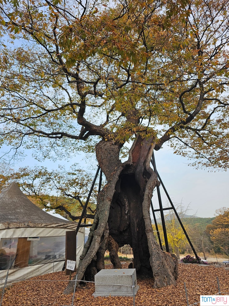  인천 영종도 가볼만한곳 용궁사 느티나무와 소원바위까지 | 영종 둘레길 백운산 오르기