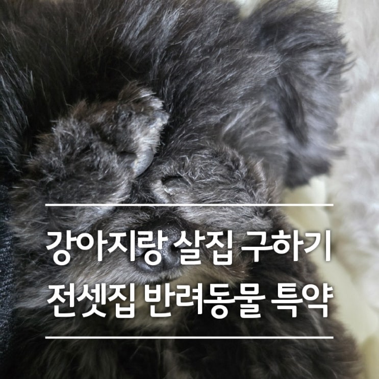  전세 계약 반려동물 특약 조건 걸어도 전셋집 구하기가 하늘의 별따기