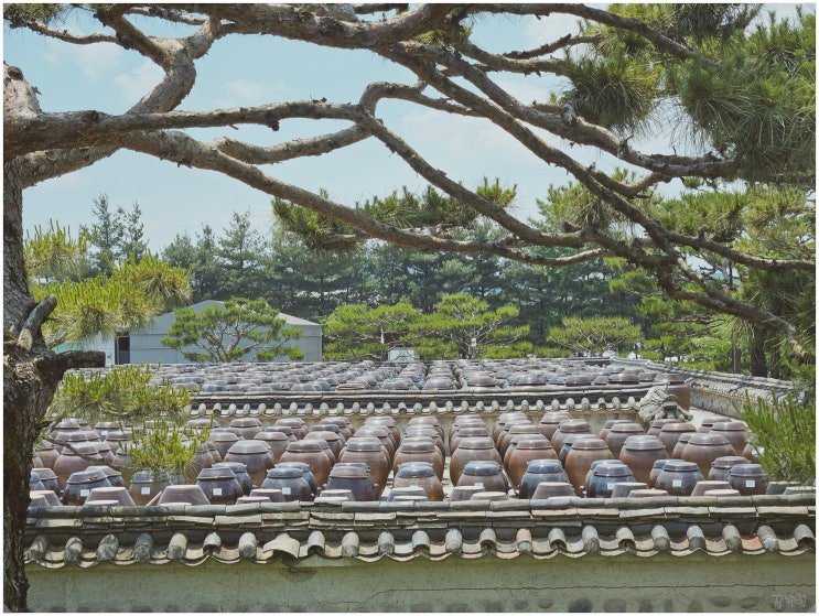  서일농원_ 항아리 가득 장독대가 장관인 안성 일죽 여행지