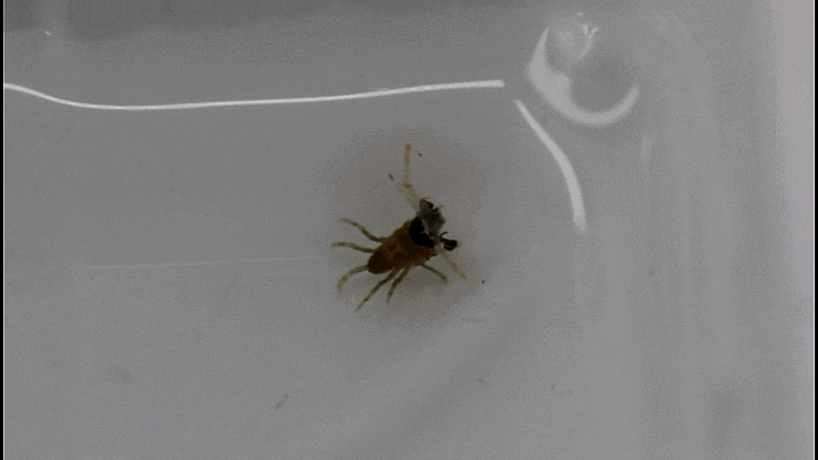  긴배옆새우-류 촬영모음 2023 (Podoceridae spp.)