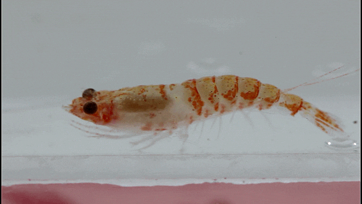  Lophogaster sp. (Lophogaster japonicus ?) 심해성의 연갑류,, 로포가스터 속의 1종