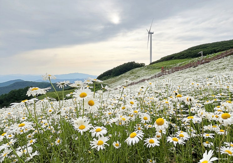 평창 가볼만한곳 육백마지기 샤스타데이지, 차박 주차정보, 청옥산 평창 가볼만한곳 육백마지기 샤스타데이지, 차박 주차정보, 청옥산