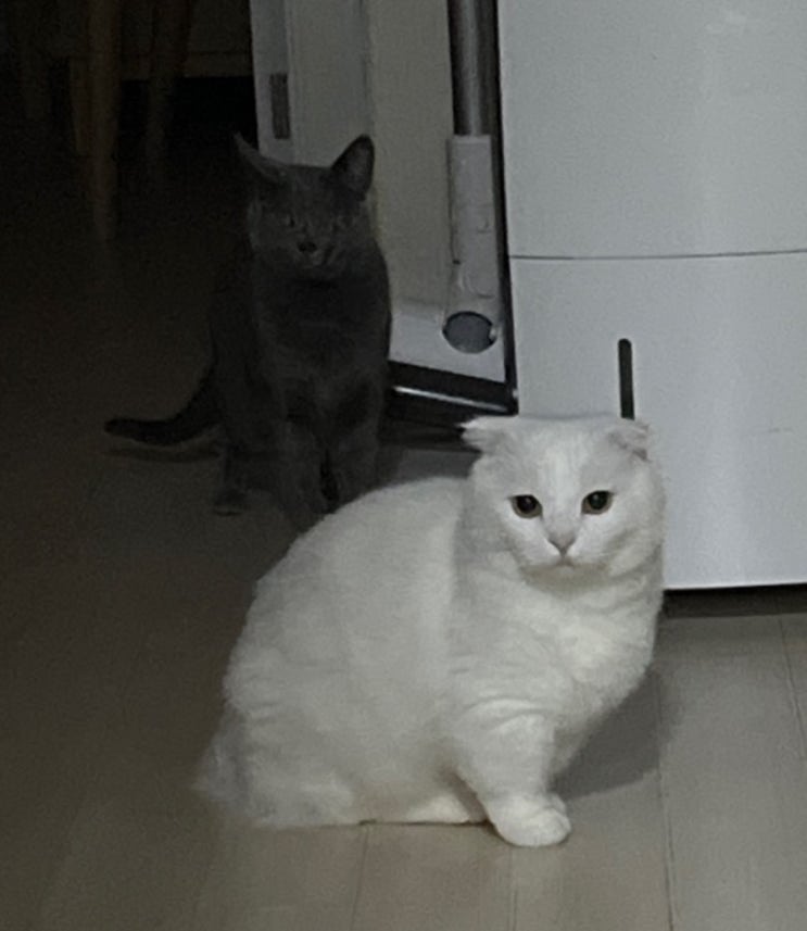  우리애들 사진모음