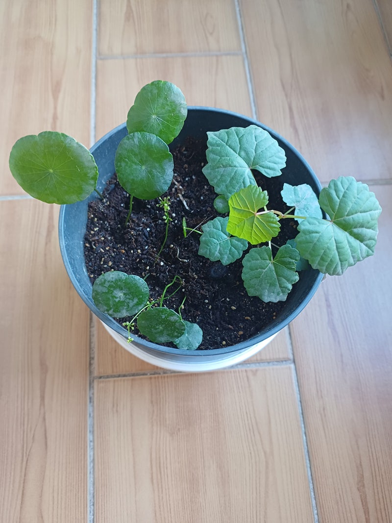 워터 머쉬룸 (워터 코인) 어항 수경 키우기 이후.. : 네이버 블로그