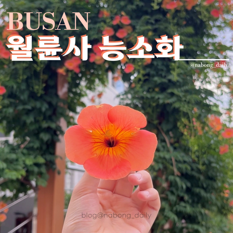  부산 능소화 명소 연산동 월륜사 능소화 터널 개화현황