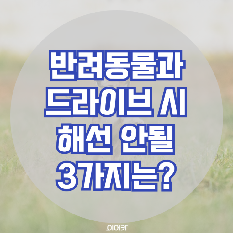  반려동물 드라이브 시 해선 안될 행동 3가지, 올바른 애완동물 탑승 주행