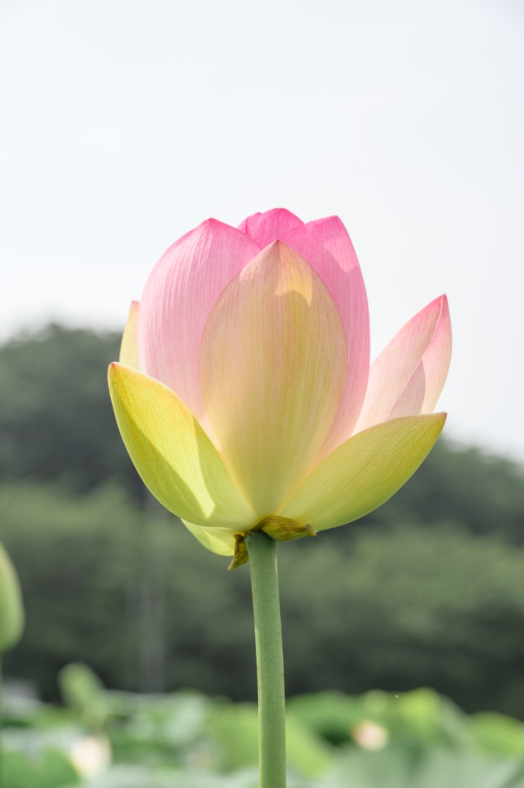  7월 부산 기장 철마 곰내재 연꽃