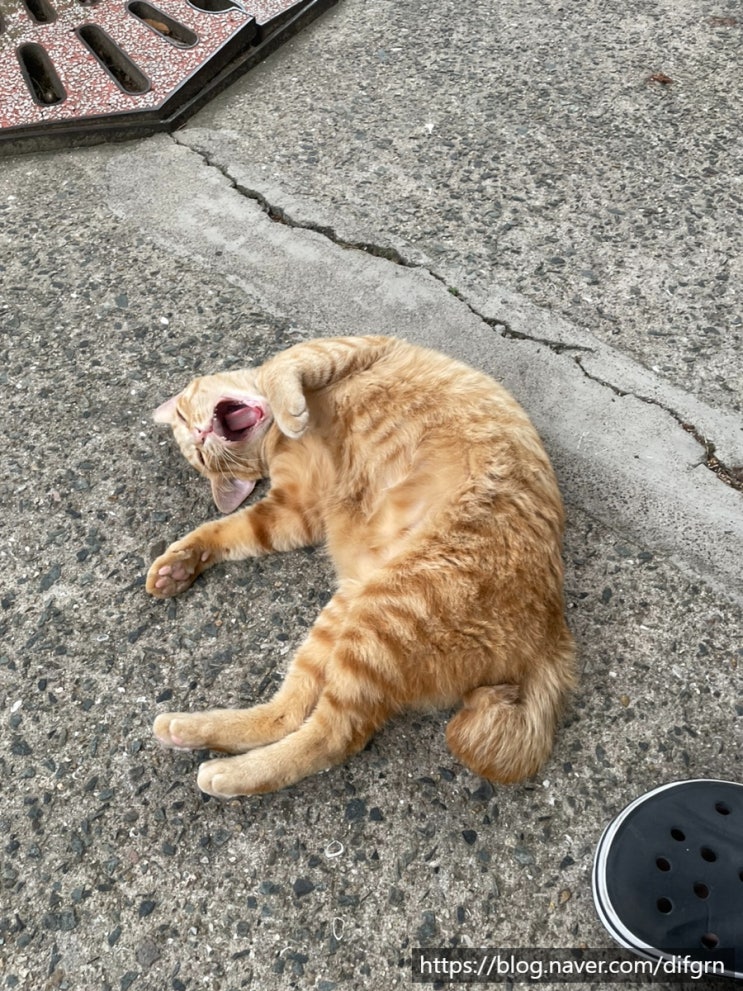  고양이는 귀여워