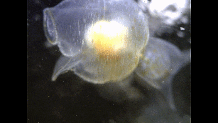  Pneumodermopsis canephora ヤサガタハダカカメガイ 부유생활하는 나각익족류-의 1종