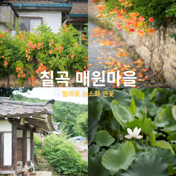 경북 칠곡 매원마을 능소화 찔레꽃 명소 대구 근교 여행지