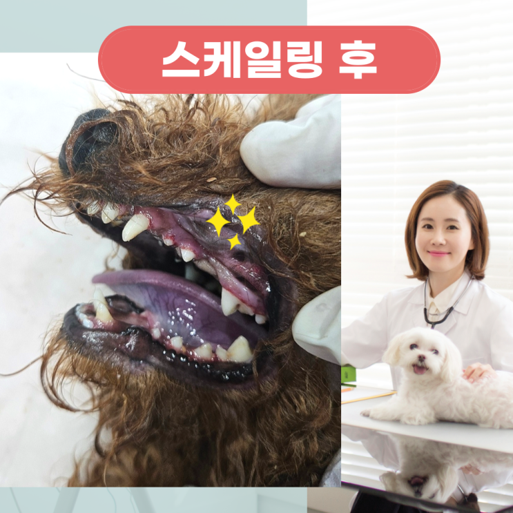  묵동 중화동 강아지 스케일링 국내 최초 소아과 전문 골드퍼피 동물병원