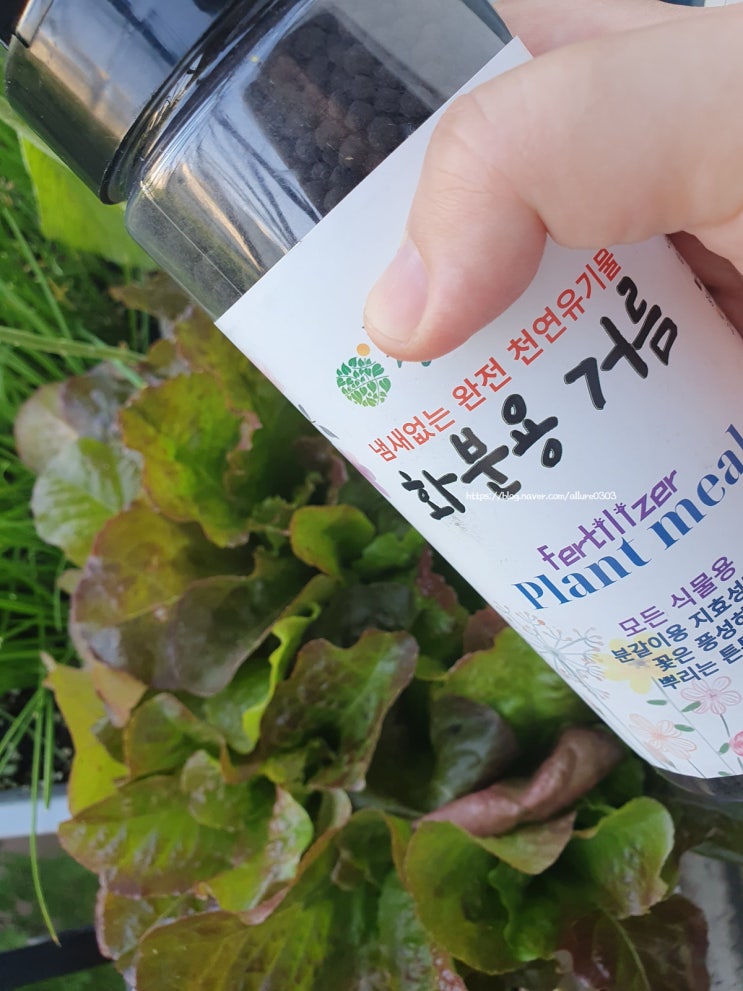  베란다텃밭 화분들 친환경비료 유기질비료로 웃거름주기