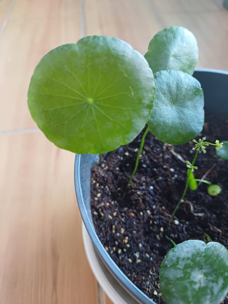 워터 머쉬룸 (워터 코인) 어항 수경 키우기 이후.. : 네이버 블로그