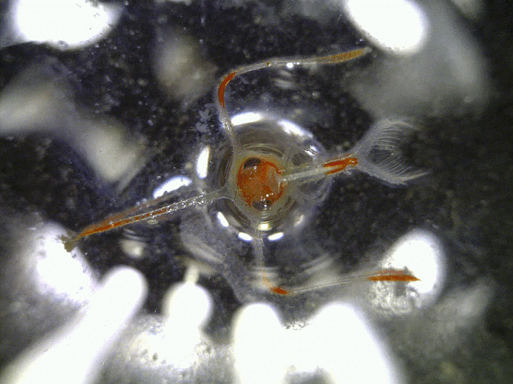  Lyreidus sp. (Zoea stage) 비파게 류의 조에아