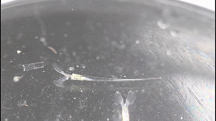  Creseis acicula (Rang, 1828)  떠돌이바늘고둥 ウキヅノガイ