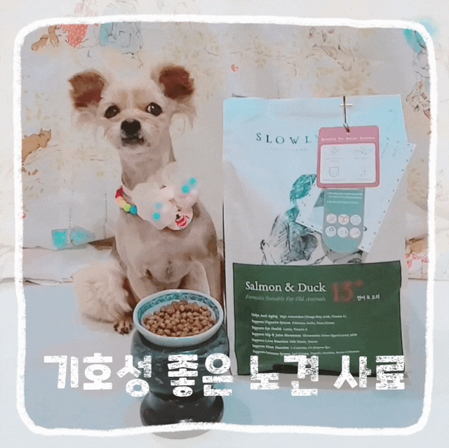  노령견 사료 거부 기호성 좋은 사료 추천 반습식 노견 영양식