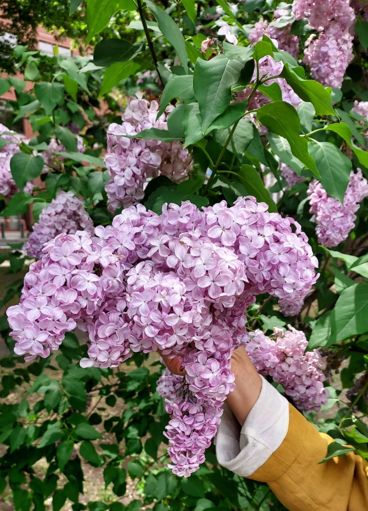  일본 홋카이도 꽃 구경