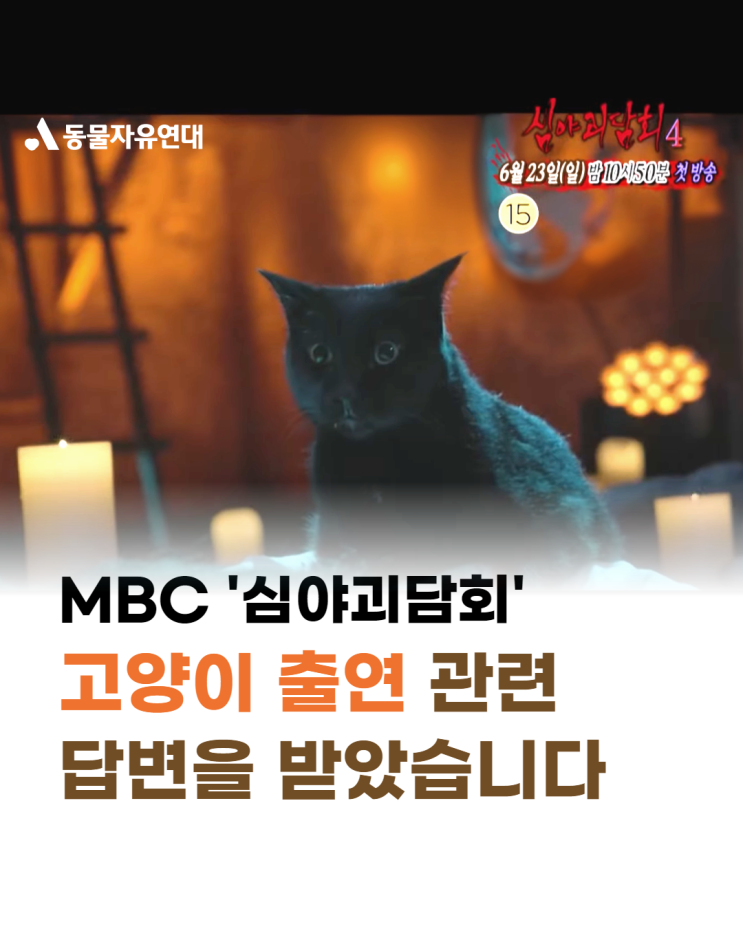 MBC ‘<b>심야괴담회</b>’ 고양이 출연 관련 답변을 받았습니다