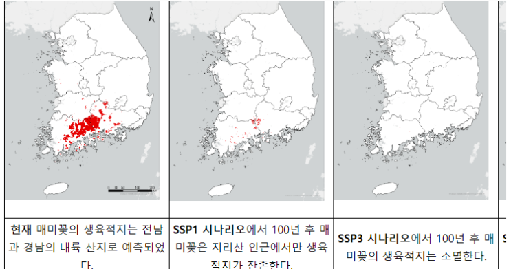 국립수목원, 매미꽃의 100년 후 분포 예측 국립수목원, 매미꽃의 100년 후 분포 예측