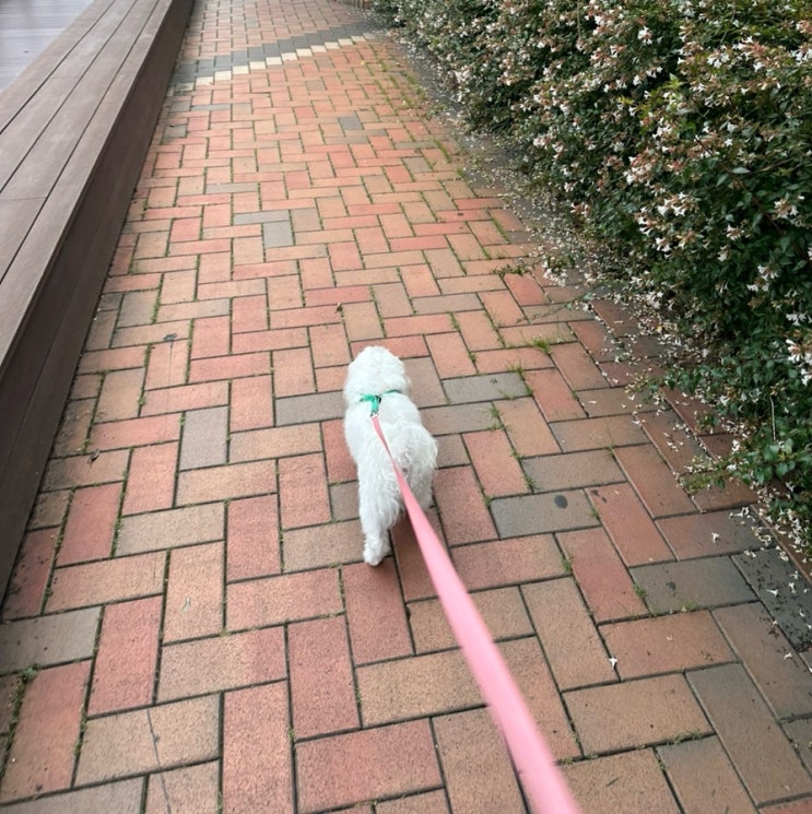  장마 오기전 강아지 산책