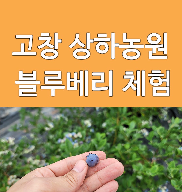  고창 상하농원 파머스빌리지 블루베리 체험