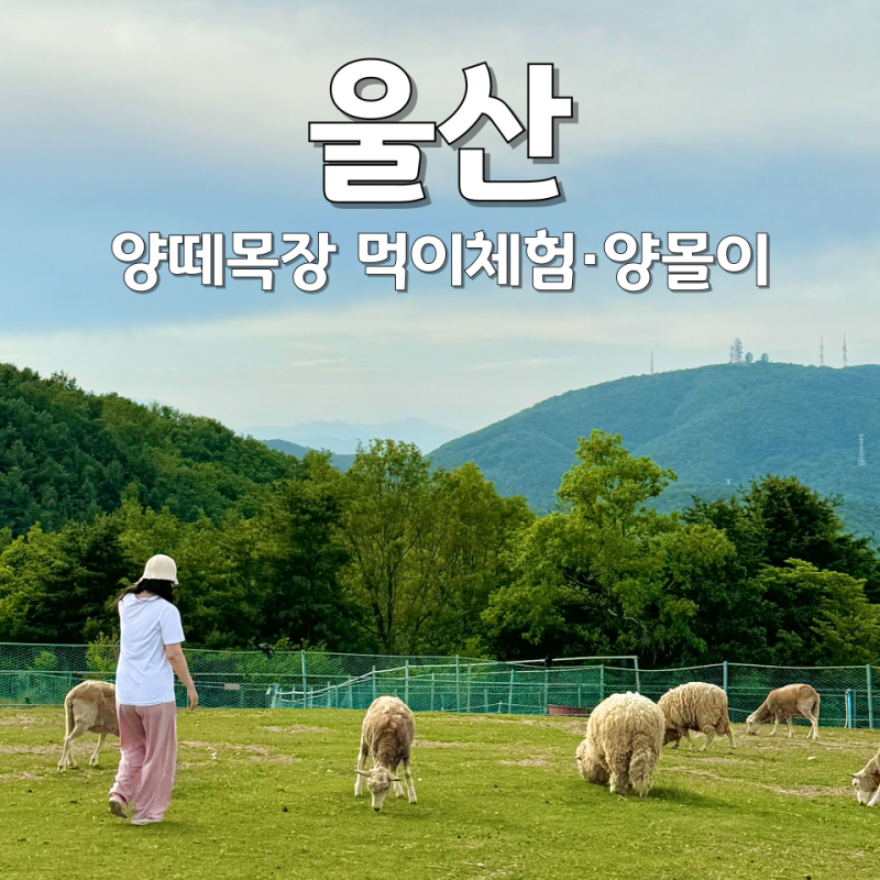 울산 양떼목장 해너울터 운영시간 입장료 양몰이